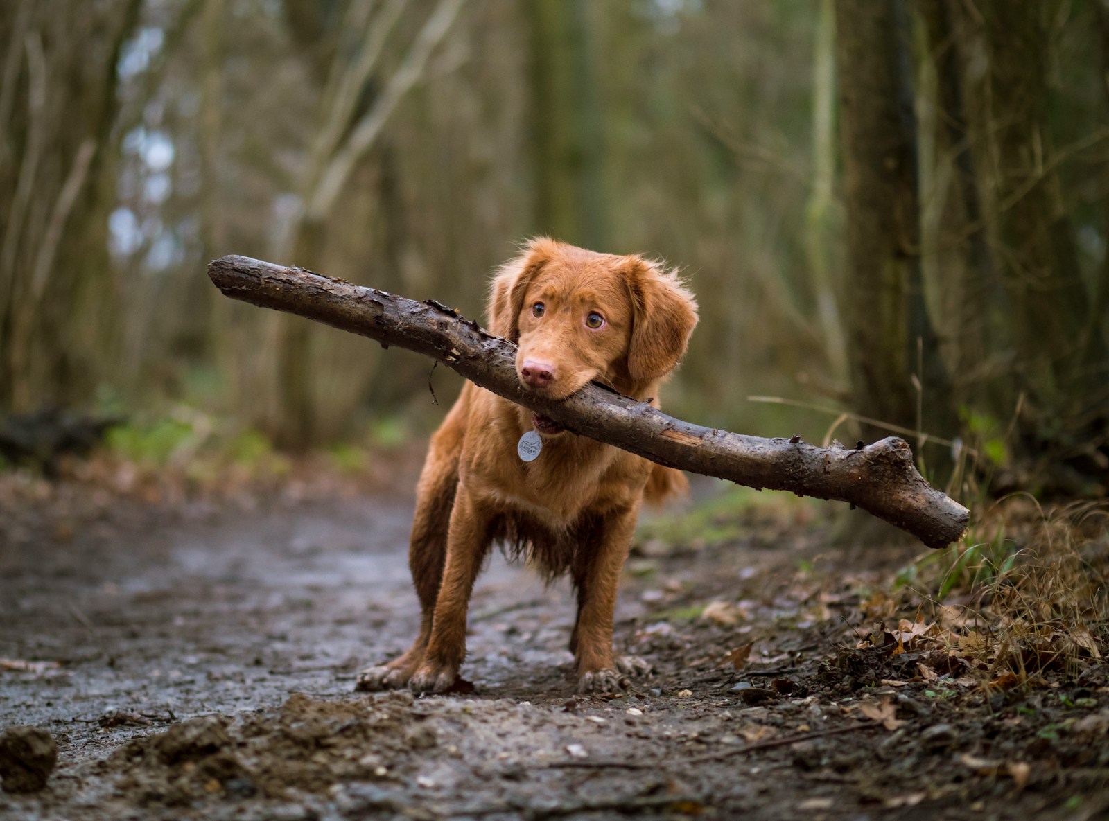 dog biting brown wood on road does my homeowners insurance cover dog bites like these